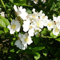 Rosa multiflora Japanese Rose, Multiflora Rose, Baby Rose seed for sale 