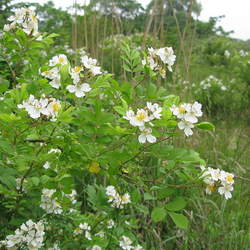 Rosa multiflora Japanese Rose, Multiflora Rose, Baby Rose seed for sale 