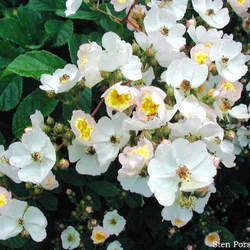 Rosa multiflora Japanese Rose, Multiflora Rose, Baby Rose seed for sale 