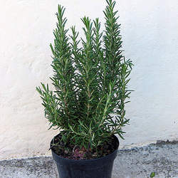 Rosmarinus officinalis Rosemary seed for sale 