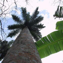 Roystonea regia Florida Royal Palm, Florida Royal Palm, Florida Royal Palm, Florida Royal Palm, Florida Royal Palm, Florida Royal Palm, Florida Royal Palm, Royal Palm, Cuban Royal Palm seed for sale 