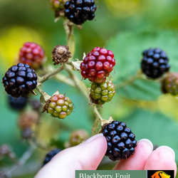 Rubus alleghaniensis Blackberry, Allegheny Blackberry seed for sale 