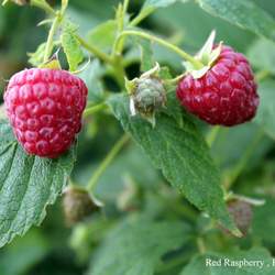 Rubus idaeus Red Raspberry, European Raspberry, Framboise seed for sale 