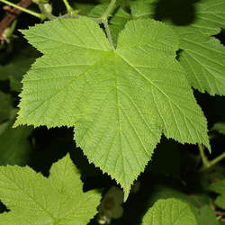 Rubus parviflorus Thimbleberry seed for sale 