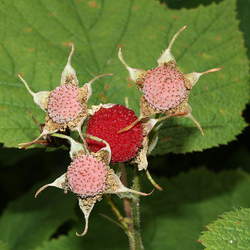 Rubus parviflorus Thimbleberry seed for sale 