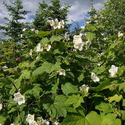 Rubus parviflorus Thimbleberry seed for sale 