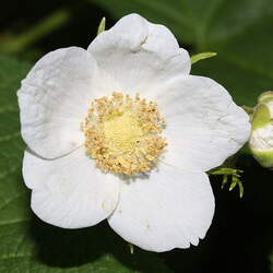 Rubus parviflorus Thimbleberry seed for sale 