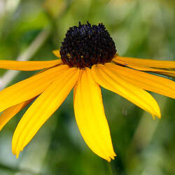 Rudbeckia fulgida   Goldstrum Orange Coneflower, Showy Coneflower seed for sale 