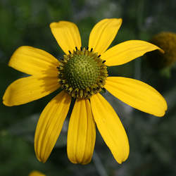 Rudbeckia laciniata Cutleaf Coneflower seed for sale 