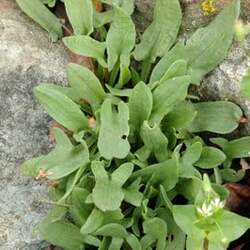 Rumex acetosella Common Sheep Sorrel, Sheep Sorrel, Red Sorrel, Sour Weed, Field Sorrel seed for sale 