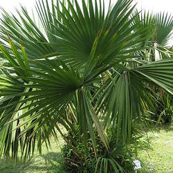 Sabal minor Dwarf Palmetto seed for sale 