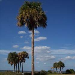 Sabal palmetto Cabbage Palmetto, Cabbage Palm seed for sale 