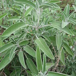 Salvia officinalis Kitchen Sage, Sage, Common Sage, Garden Sage, Broadleaf Sage seed for sale 