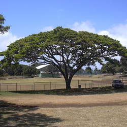 Albizia saman Raintree, Monkeypod Tree seed for sale 