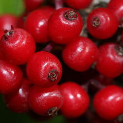 Sambucus callicarpa Pacific Red Coast Elder seed for sale 