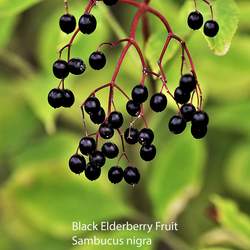 Sambucus nigra Black Elderberry, Common Elder, European Elder seed for sale 