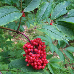 Sambucus racemosa Red Elderberry, European Red Elderberry seed for sale 