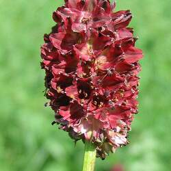 Sanguisorba officinalis Official Burnet, Burnet seed for sale 