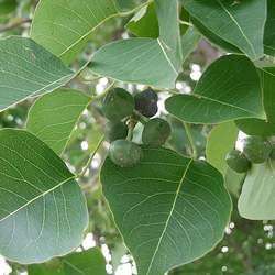 Sapium sebiferum     dried berries Chinese Tallow Tree seed for sale 