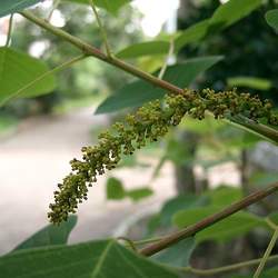 Sapium sebiferum     dried berries Chinese Tallow Tree seed for sale 