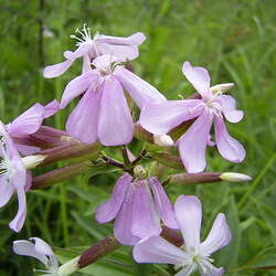 Saponaria officinalis Bouncingbet, Bouncing Bet, Soapwort seed for sale 