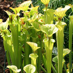 Sarracenia flava Yellow Pitcher Plant seed for sale 