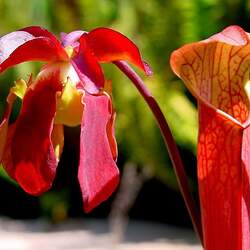 Sarracenia gronovii  rubra Sweet Pitcherplant seed for sale 