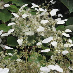 Schizophragma hydrangeoides Japanese Hydrangea-vine, Japanese Hydrangea Vine seed for sale 