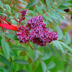 Rhus copallinum Winged Sumac, Shining Sumac, Flameleaf Sumac seed for sale 