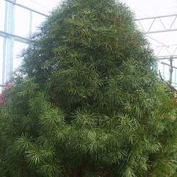 Sciadopitys verticillata Umbrella Pine, Japanese Umbrella Pine, Koyamaki seed for sale 