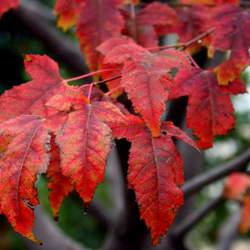 Acer tataricum   Flame Flame Amur Maple seed for sale 