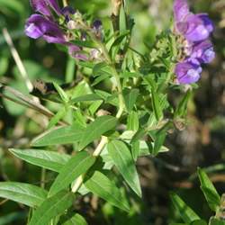 Scutellaria baicalensis Chinese Skullcap, Baikal Skullcap seed for sale 