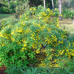 Senna bicapsularis Christmasbush, Rambling Senna, Money Bush, Yellow Candlewood seed for sale 