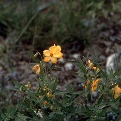 Senna roemeriana Twoleaf Senna, Twin-leaf Senna seed for sale 