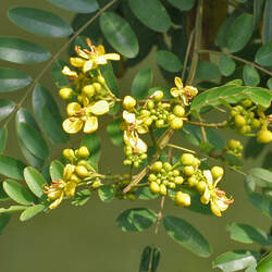 Senna siamea Siamese Cassia, Kassod Tree seed for sale 