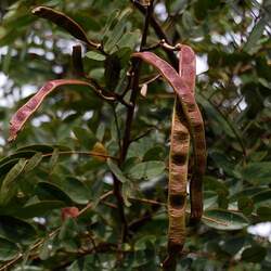 Senna siamea Siamese Cassia, Kassod Tree seed for sale 