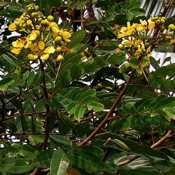 Senna siamea Siamese Cassia, Kassod Tree seed for sale 