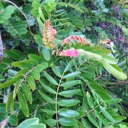 Senna siamea Siamese Cassia, Kassod Tree seed for sale 