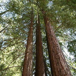 Sequoia sempervirens     Extreme Collection Redwood, California Redwood, Coast Redwood seed for sale 