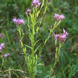 Serratula tinctoria Dyer's Plumeless Saw-wort, Sawwort, Centaury seed for sale 