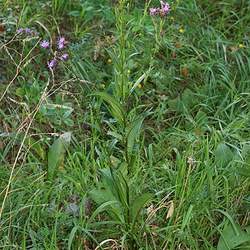 Serratula tinctoria Dyer's Plumeless Saw-wort, Sawwort, Centaury seed for sale 