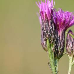 Serratula tinctoria Dyer's Plumeless Saw-wort, Sawwort, Centaury seed for sale 