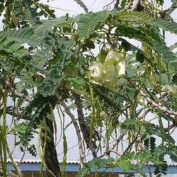 Sesbania grandiflora Vegetable Hummingbird, Agati seed for sale 