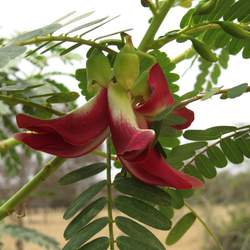 Sesbania grandiflora Vegetable Hummingbird, Agati seed for sale 