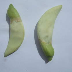 Sesbania grandiflora Vegetable Hummingbird, Agati seed for sale 