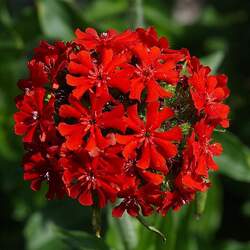 Silene chalcedonica Maltese Cross, Jerusalem Cross, Burning Love, Dusky Salmon, Flower of Bristol, Nonesuch seed for sale 