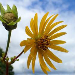 Silphium terebinthinaceum Prairie Rosinweed seed for sale 