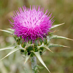 Silybum marianum Blessed Milkthistle, Milk Thistle, Mary Thistle, Holy Thistle seed for sale 