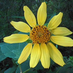 Smallanthus uvedalius Hairy Leafcup, Bear's Foot seed for sale 