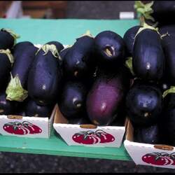 Solanum melongena  Black Beauty Black Beauty Eggplant, Black Beauty Aubergine, Black Beauty Melongene seed for sale 